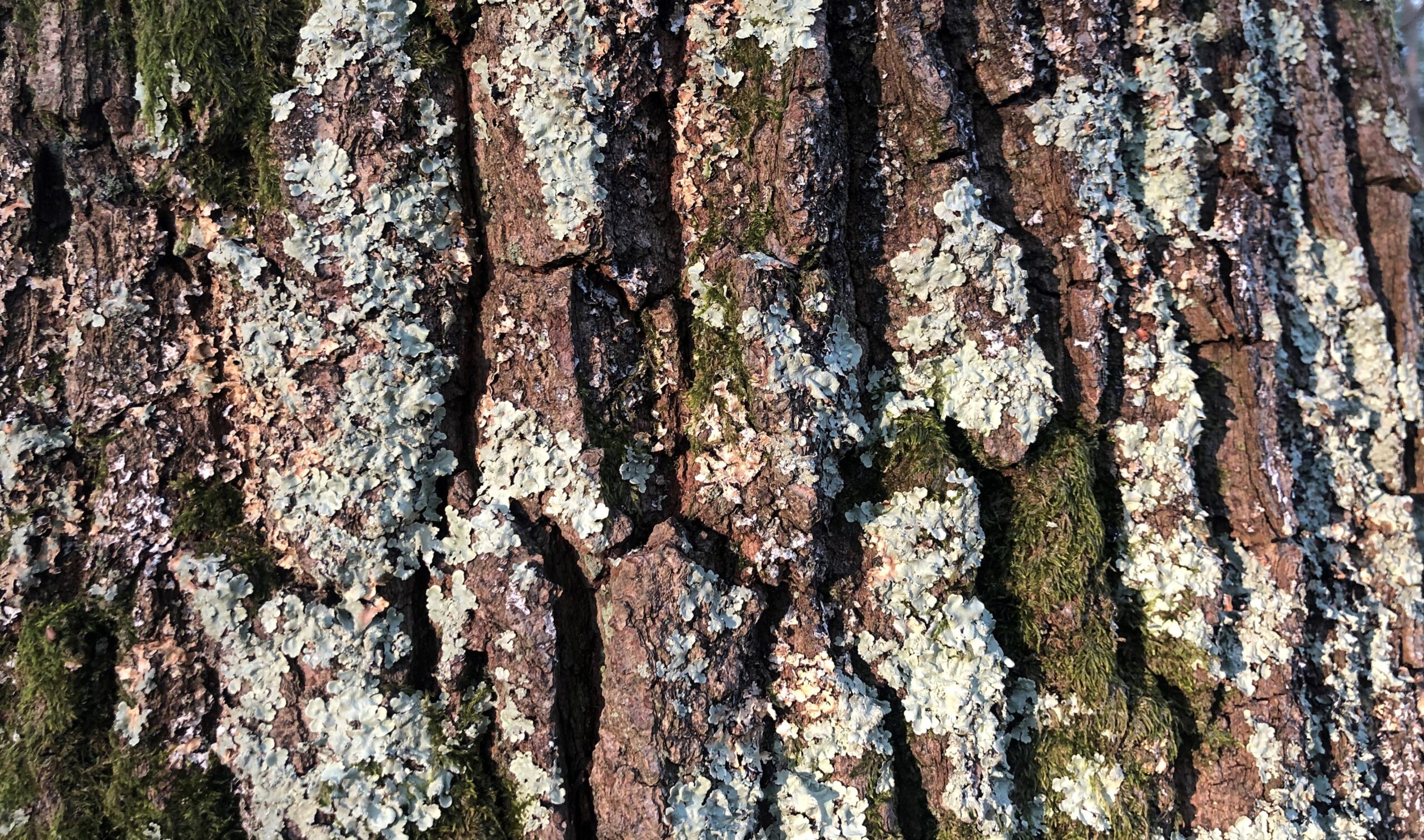 Tree bark