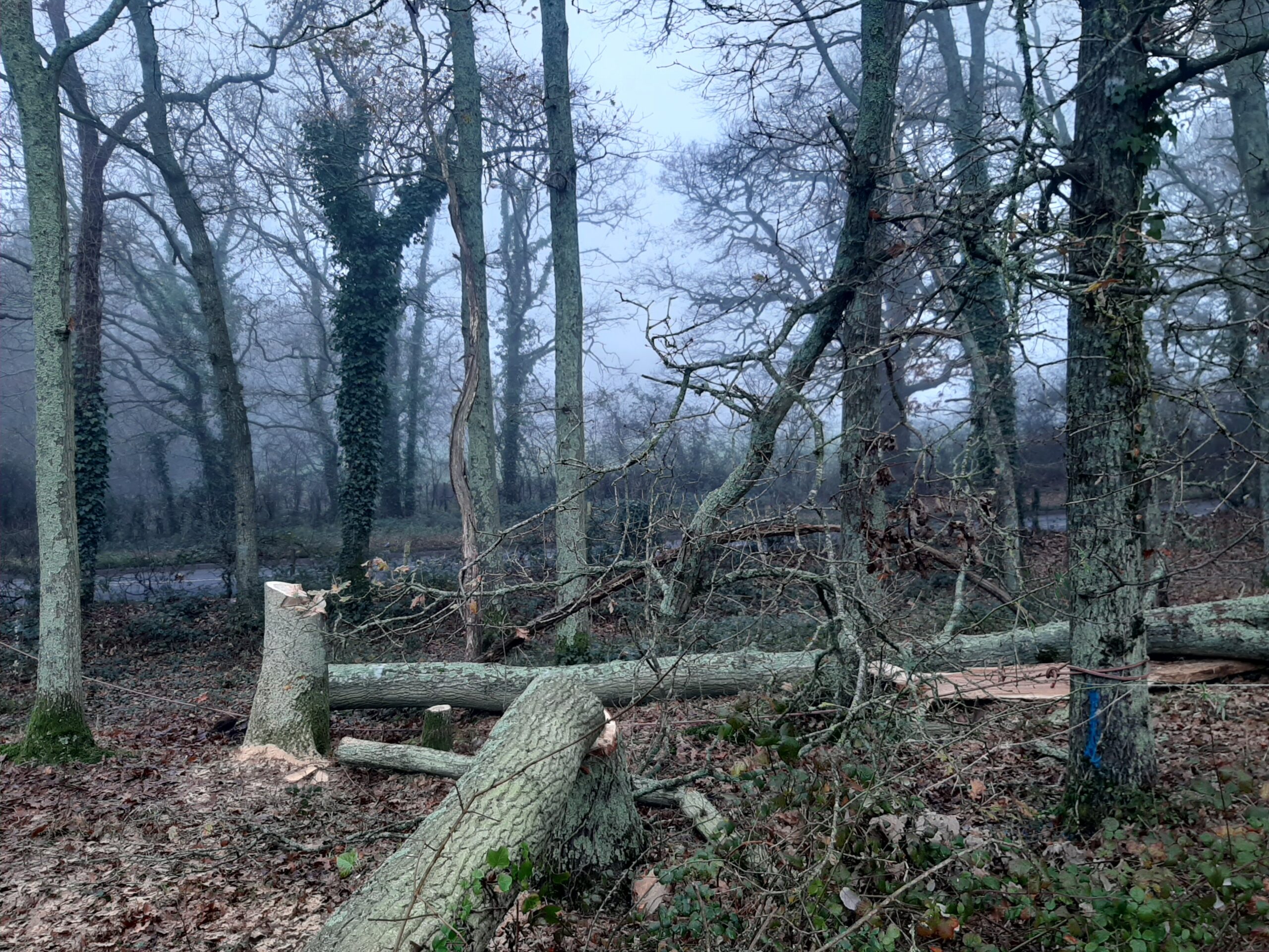 Trees felled within a conservation area at Bartley2