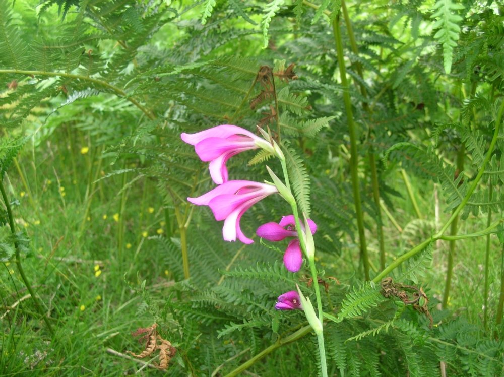 Wild_Gladiolus__453_.jpg