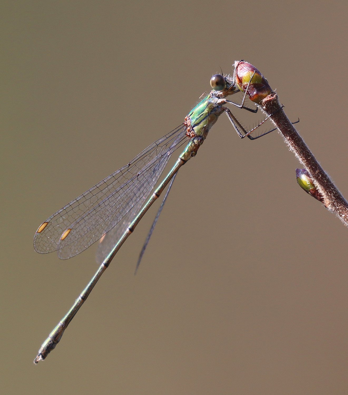 Willow Emerald Damselfly