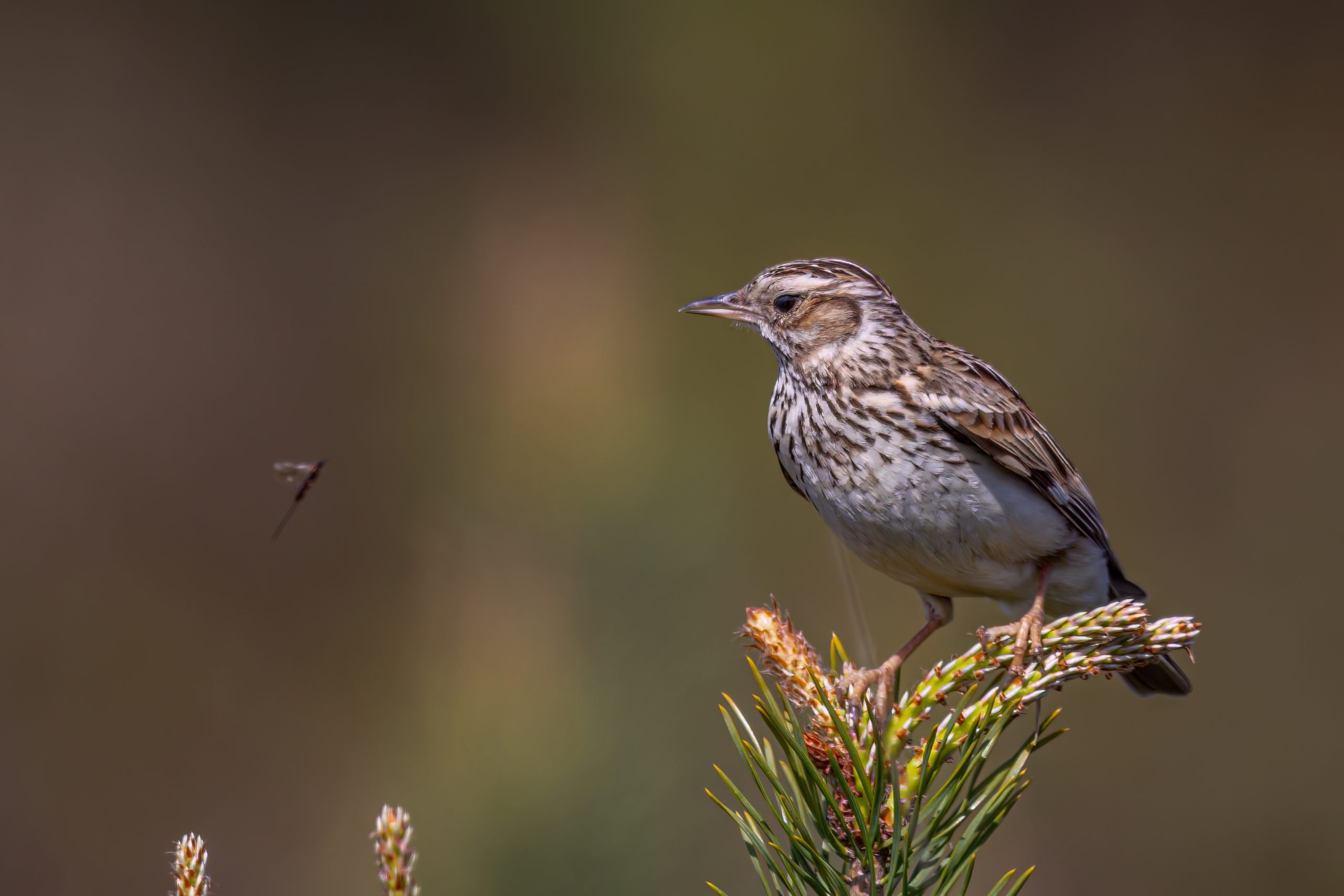 Woodlark