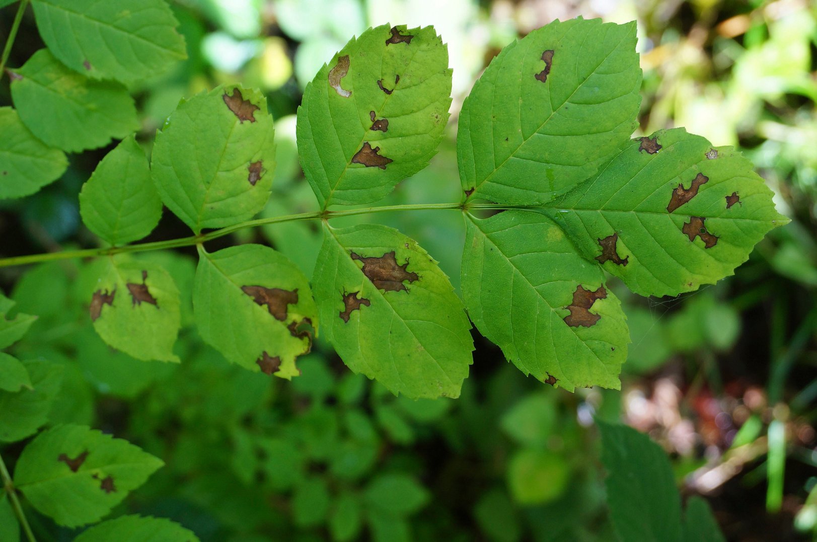 chalara aerial infection close AP