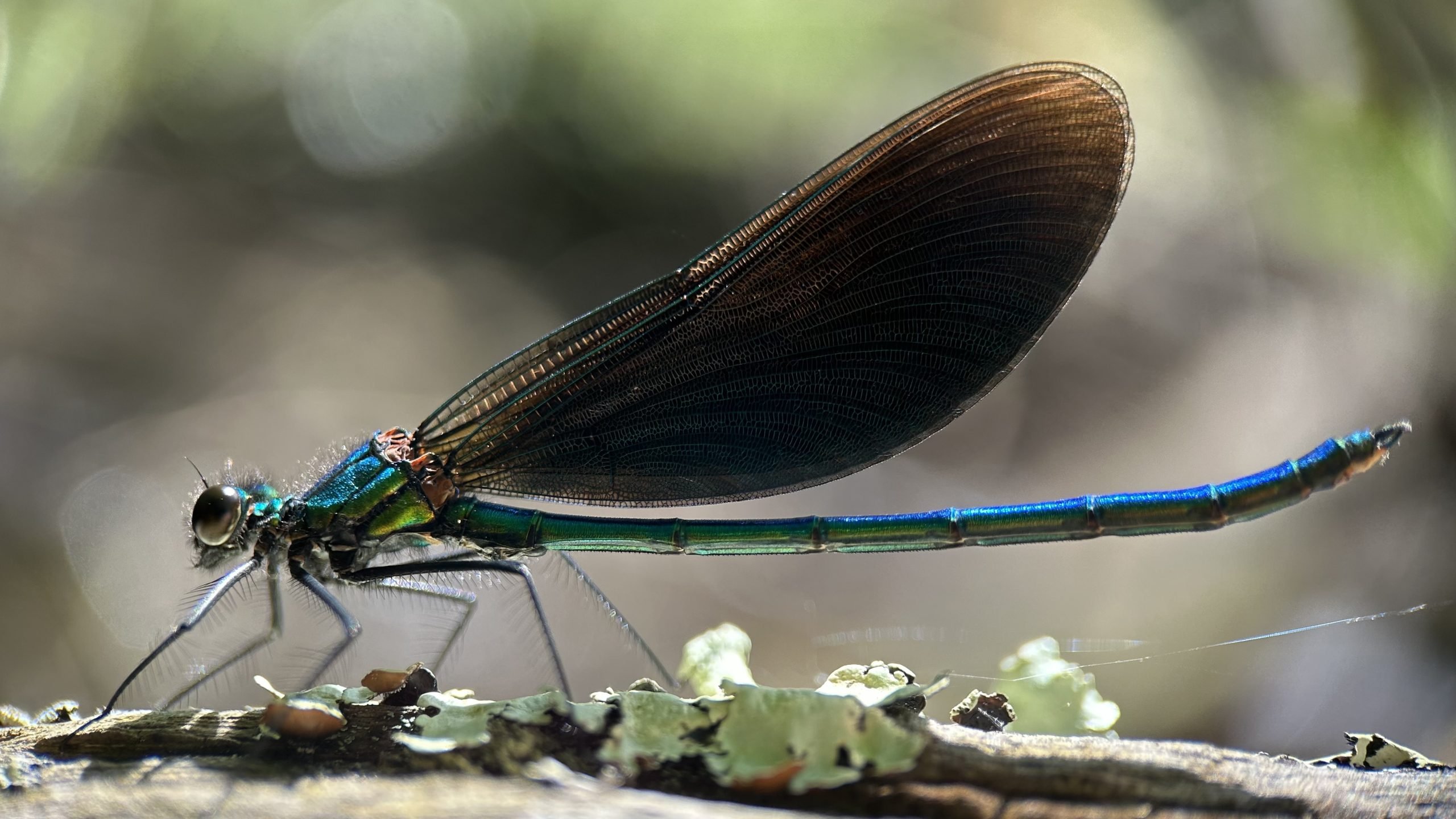 beautiful demoiselle by Naomi Addleton