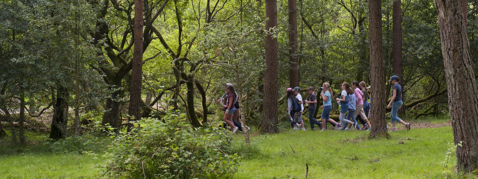Children hike through woodland
