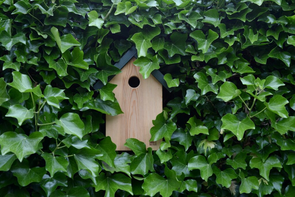 Wooden birdhouse with round entrance hole nestled among dense green ivy leaves