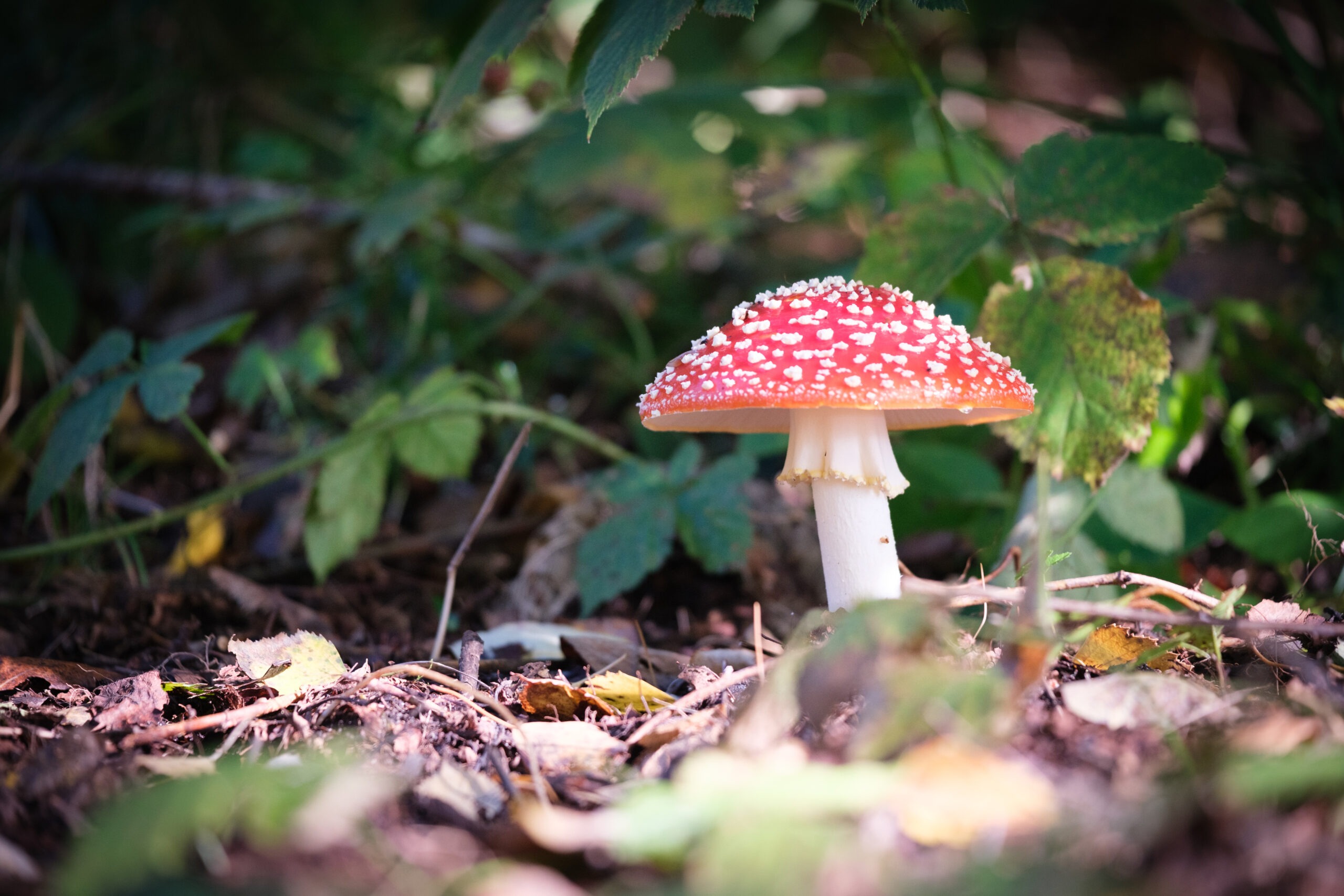 A close-up of a fly agaric in autumn