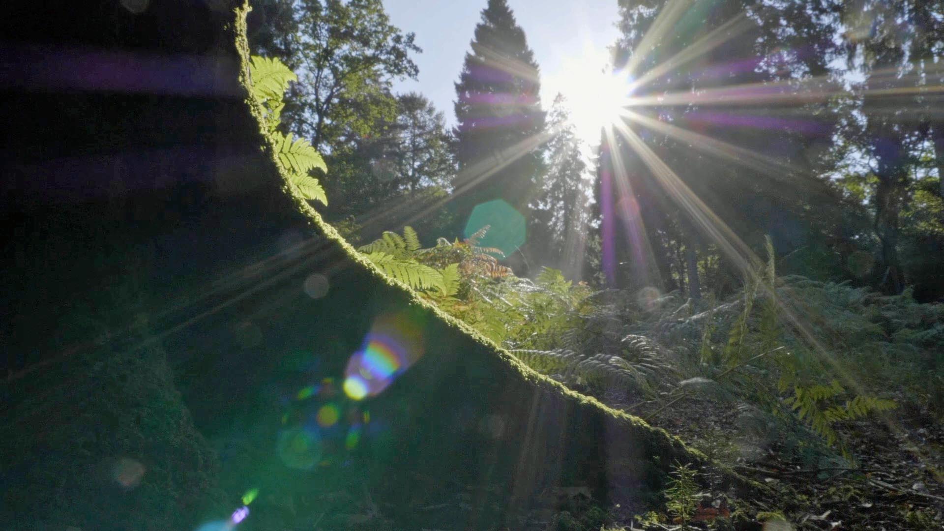 sunshine breaking through leaves on trees in the forest