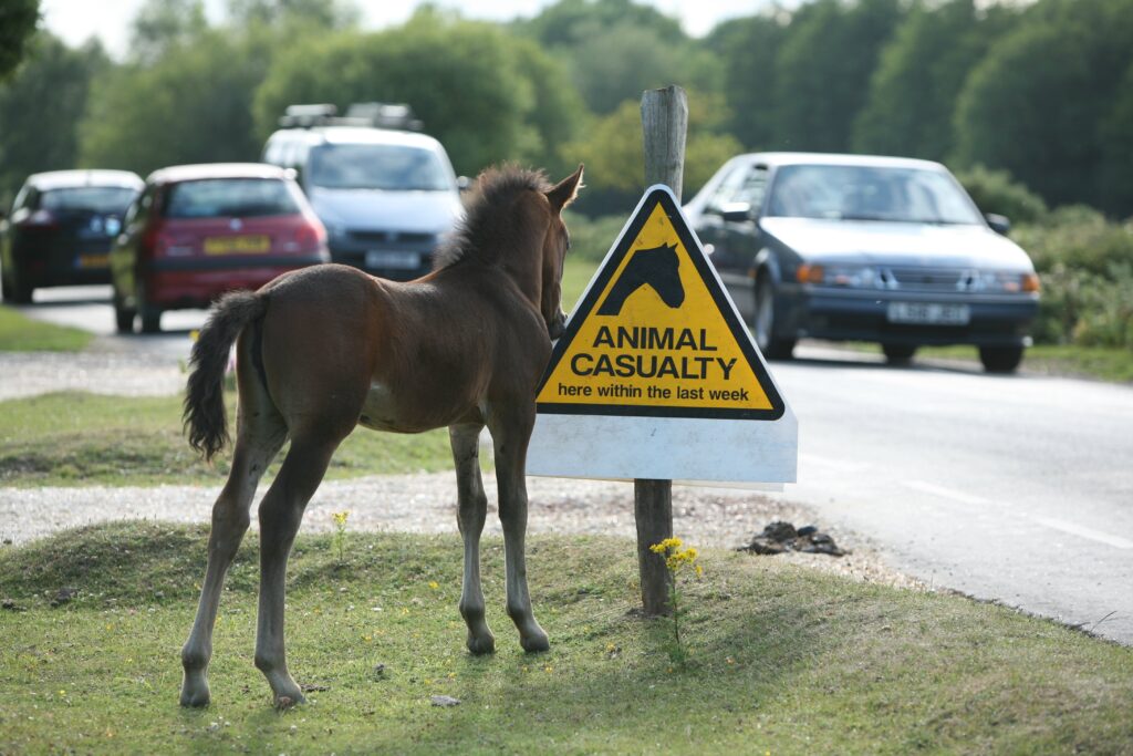 Pony standing by roadside warning sign reading Animal Casualty here within the last week, with cars passing behind