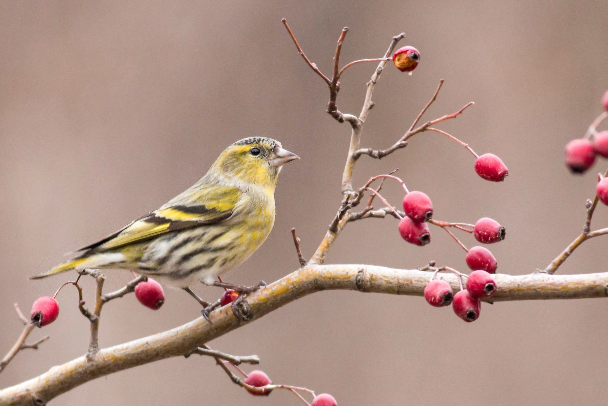 Siskin