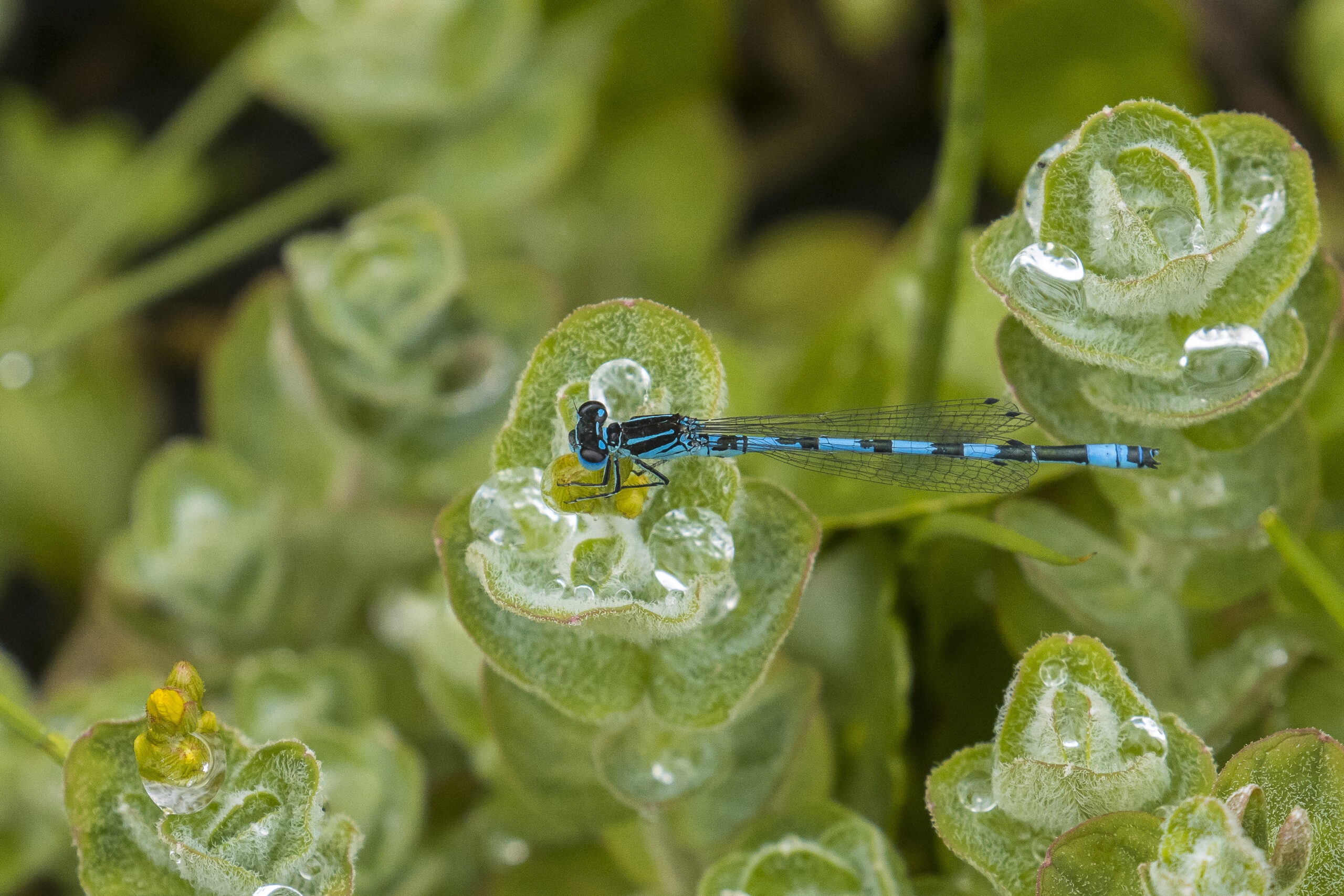 southern damselfly high res dr james west