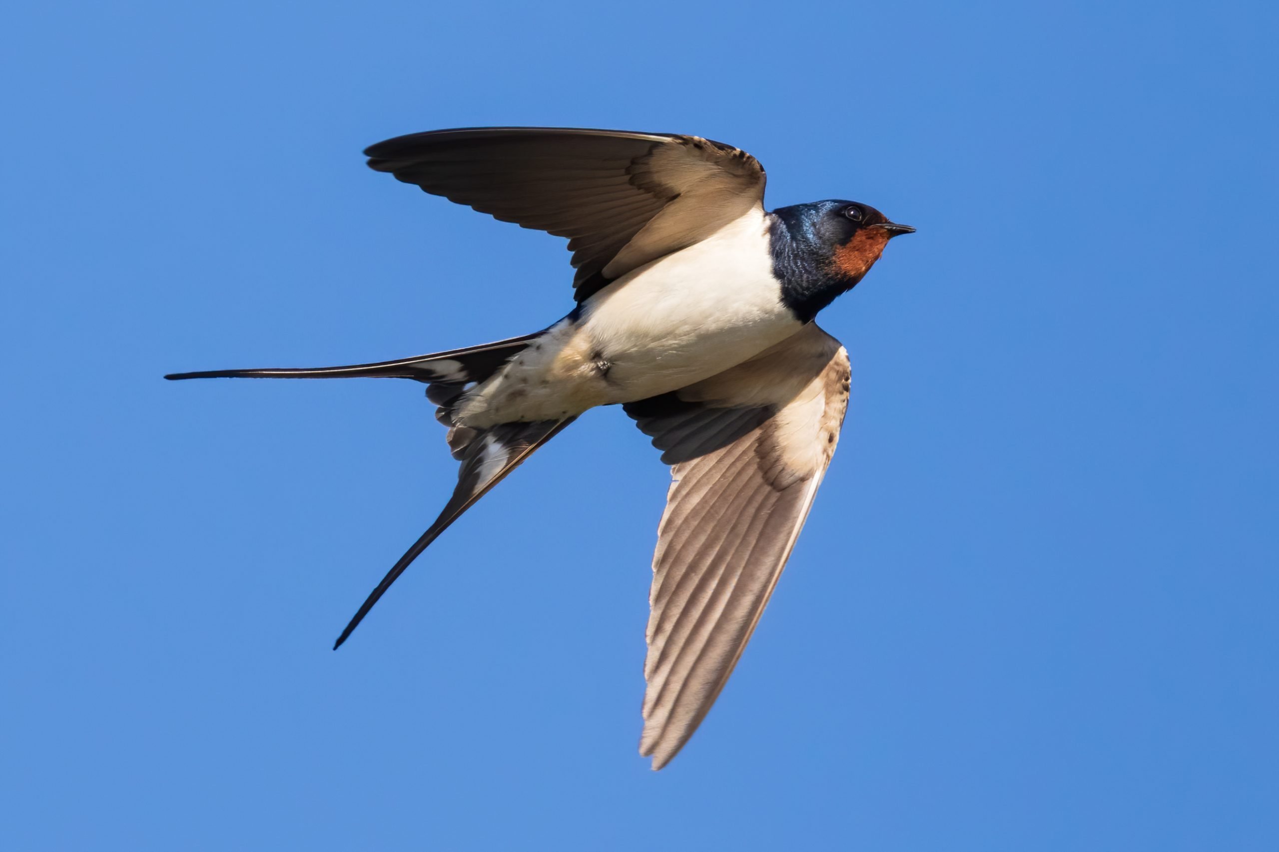 Portrait of a flying barn swallow (rustica hirundo) in front of blue background in germany