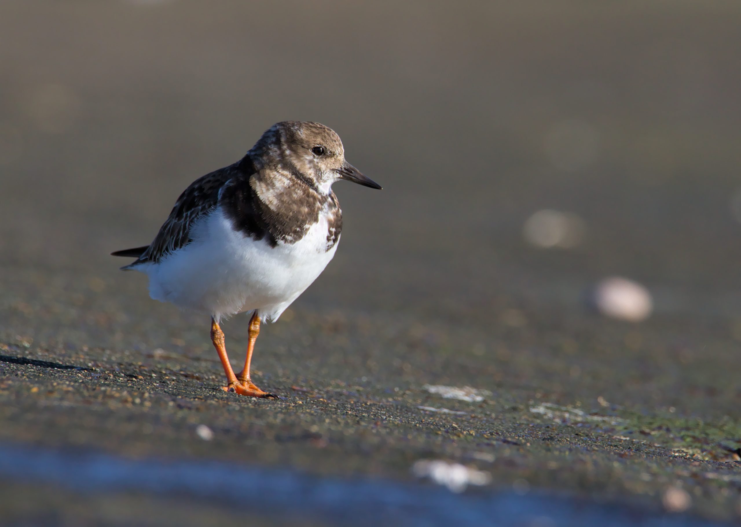 A Profile Of A Turnstone Bird, Arenaria interpres, Looking Right Out To Sea On A Stone, Concrete Jetty. Taken at Keyhaven UK